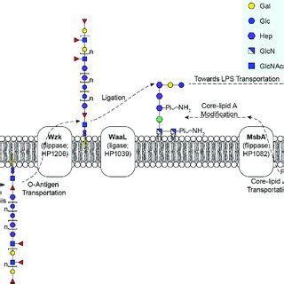 Previously Proposed And The Redefined LPS Structure In H Pylori The