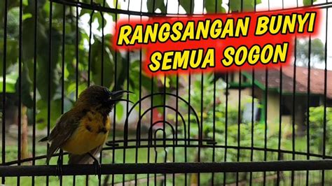 CUIT CUIT SOGON TROTOL GACOR NEMBAK MEMANGGIL LAWAN PANCINGAN EMOSI