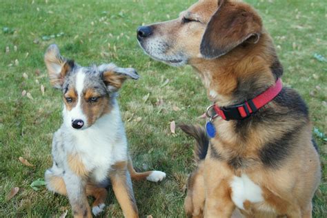 Miniature Australian Shepherd Blue Merle Beagle Mix Puppy Dog Bear