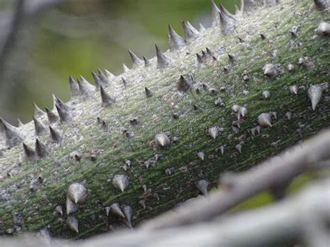 Spiny Bark Of Kapok Tree Thorn Tree Of Bombax Ceiba Closeup Sharp