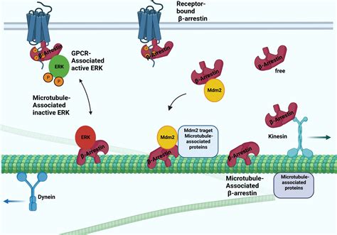 Frontiers Interactions between β arrestin proteins and the