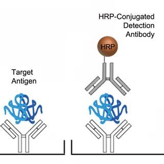 Enzyme Linked Immunosorbent Assay ELISA Sandwich Protocol