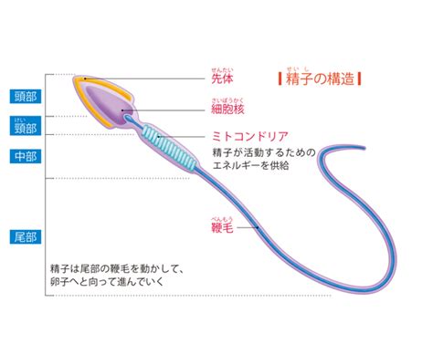 精子と射精のメカニズム からだと病気のしくみ図鑑 Goo辞書