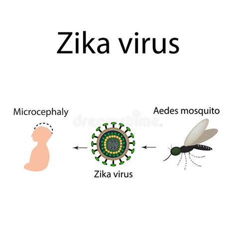 Zika Virus Structure Zika Virus Infection Sexually Transmitted