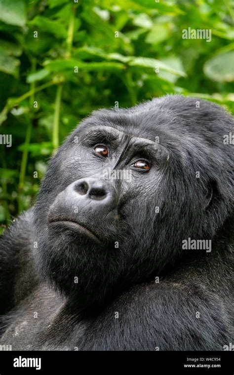 Silverback gorilla eyes hi-res stock photography and images - Alamy