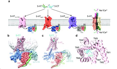 Cryo Em Structure Of The 5 Ct 5 Ht 5a G I Scfv16 Complex A Schematic Download Scientific