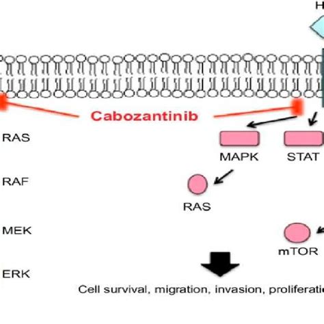 Figure Cabozantinib Prevents The MeT Pathway From Acting As A