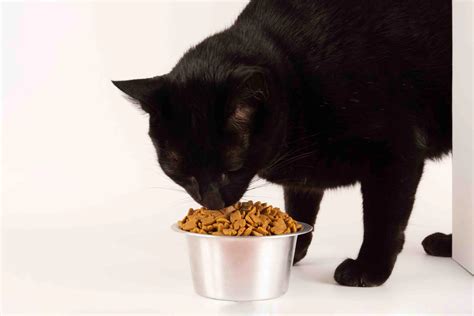 How Much Should I Feed My Cat? | Money