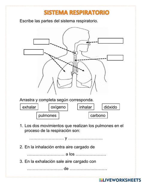 Sistema Respiratorio Exercise For Tercero De Primaria Sistema