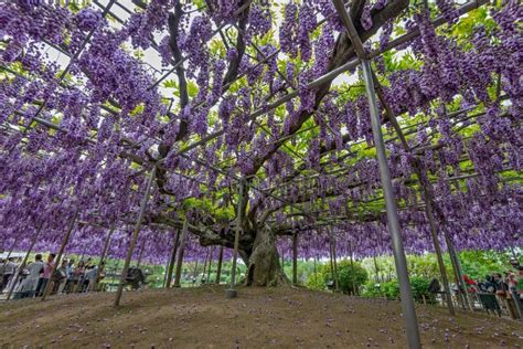 Wisteria flowers in Japan. editorial photo. Image of kawachi - 91055366