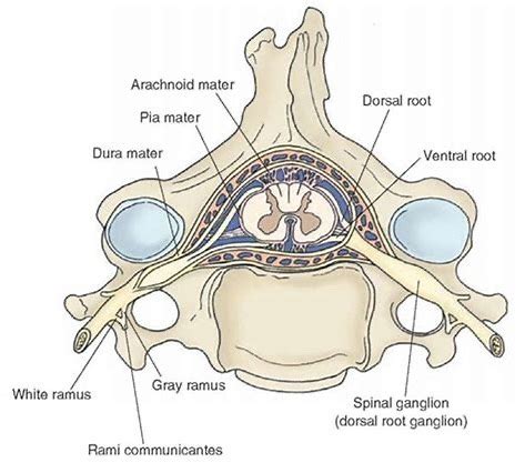 Pns Anatomy Lab Practical Flashcards Quizlet