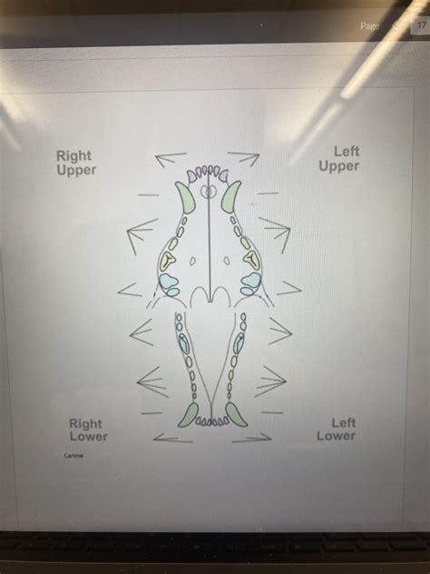 canine mouth diagram quizlet