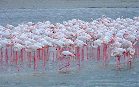 Ras Al Khor flamingos - Passion for Dubai