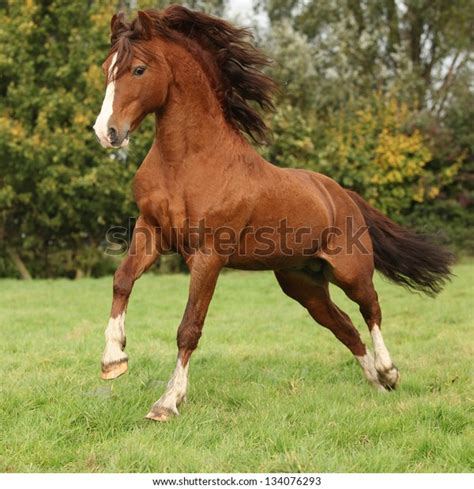 Nice Chestnut Welsh Pony Stallion Jumping Stock Photo (Edit Now) 134076293