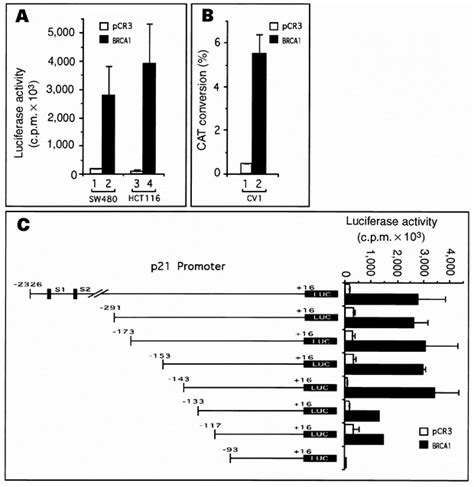 Brca1 Transactivates The Human And Mouse P21 Promoter And Upregulates Download Scientific