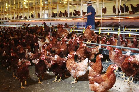 Cramped Chicken Cages Are Going Away What Comes Next The Salt Npr