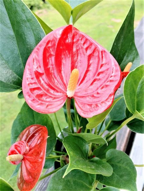 Pin By Elizabeth Wieczkowski On Anthurium Anthurium Anthurium