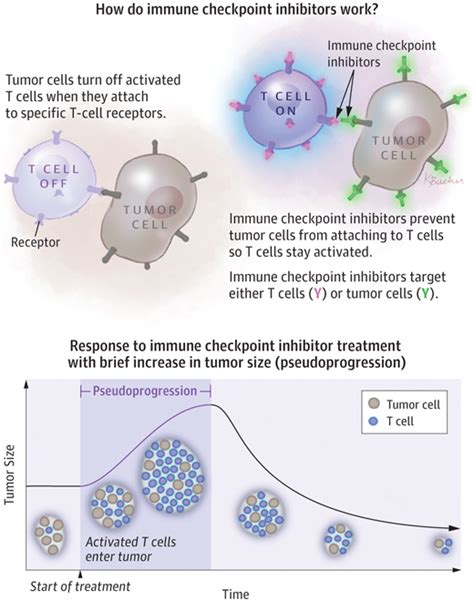 Immune Checkpoint Inhibitors Targeted And Immune Cancer Therapy