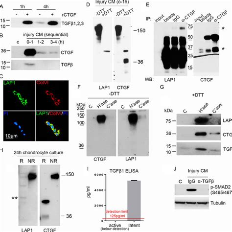 Schematic Of Role Of Connective Tissue Growth Factor Ctgf In