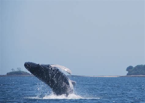 Whale Watching Tours | Panama Travel Unlimited