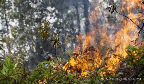 Cuaca Kering Titik Api Di Hutan Riau Bertambah