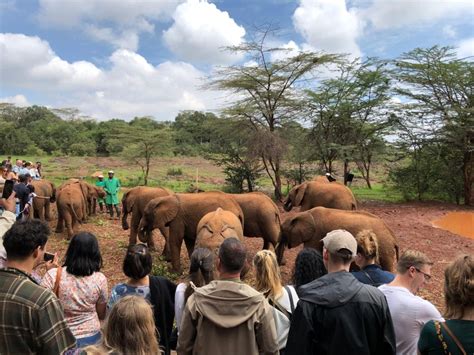 Giraffe Center David Sheldrick And Kobe Beads Tour Getyourguide