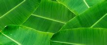 banana leaf detail  stock photo public domain pictures