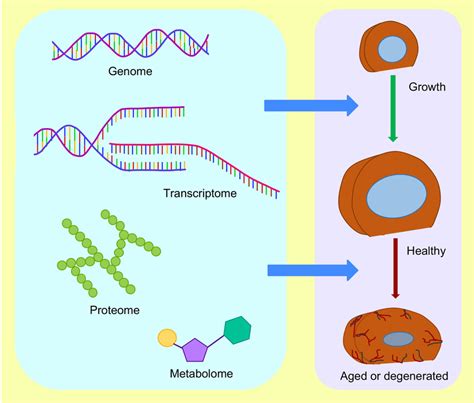 Profiling the genome, transcriptome, proteome, and metabolome of each ...