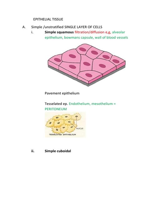 Simple Squamous Epithelial Tissue A Simple Unstratified Single Layer