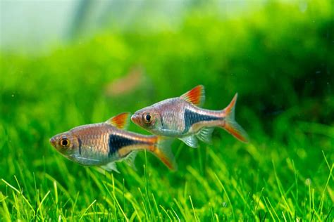 Neon Green Rasbora (Microdevario kubotai): Care & Lifespan