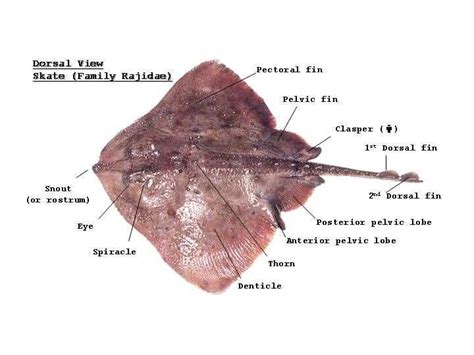 An Illustrated Guide to Understanding Stingray Anatomy