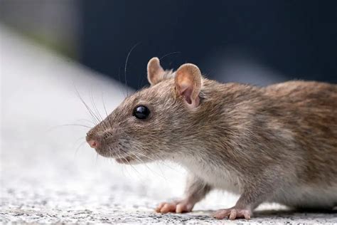Efficient Strategies to Control Rats - DIY Rodent Control