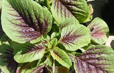 Chinese Multicolor Spinach Amaranth Sustainability Spotlight With