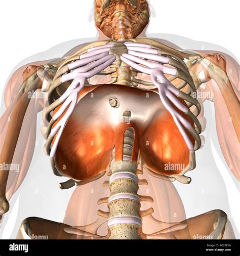 Human Diaphragm Anatomy Hi Res Stock Photography And Images Alamy