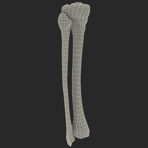 Fibula Ve Tibia 3d Model 29 Max 3ds Obj C4d Ma Free3d