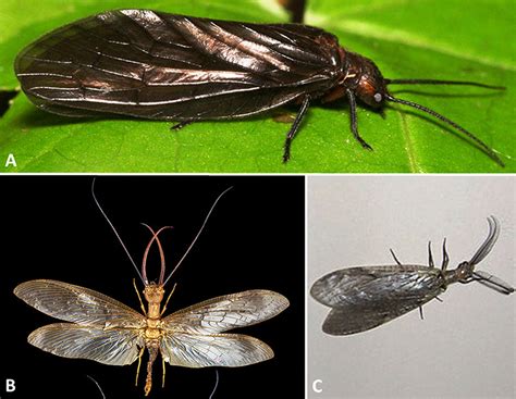 Megaloptera - Encyclopedia of Arkansas