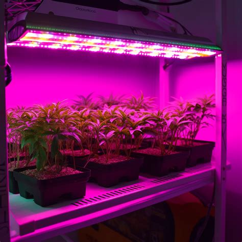 Comment Les Lampes Horticoles Led Pour Plantes Peuvent Aider