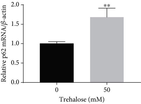 Effect Of Trehalose On P Mrna And Protein Expression Levels And P