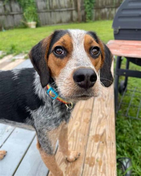 Blue Tick Beagle: A Guide to This Lesser-Known Beagle Color