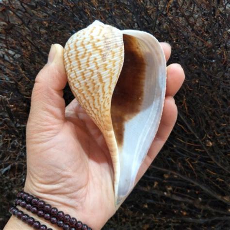 9 16cm Large Natural Conch Shell Rare Collection Specimen Etsy