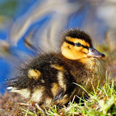 Duck Mallard Chicks Baby Free Photo On Pixabay Pixabay