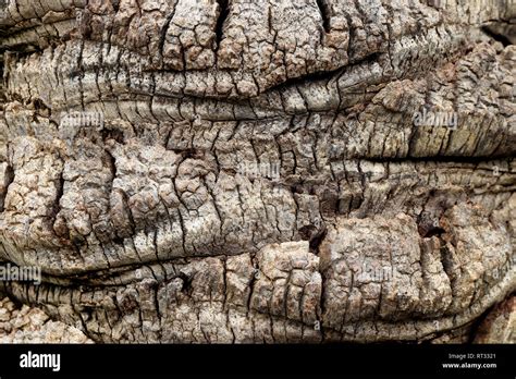 Palm Tree Bark Texture Stock Photo Alamy