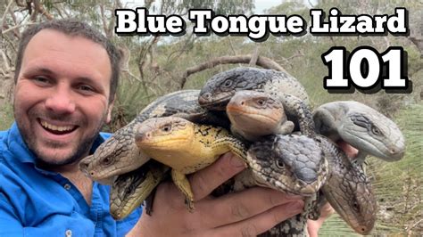 10 Bizarre Blue Tongued Lizard Facts Youtube