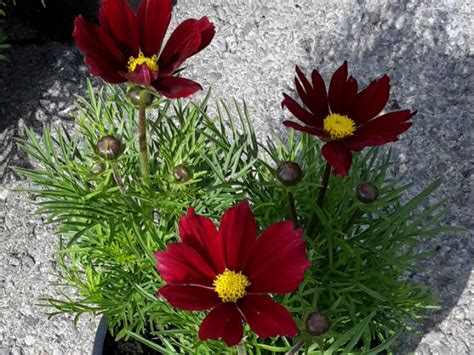 Cosmos Bipinnatus Casanova Red