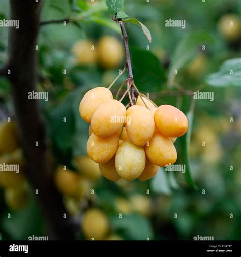 Cherry Plum Myrobalan Plum Prunus Cerasifera Cultivar Hamyra