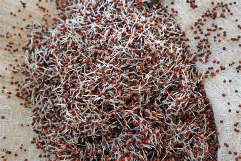 How To Sprout Ragi Pure Indian Foods Blog