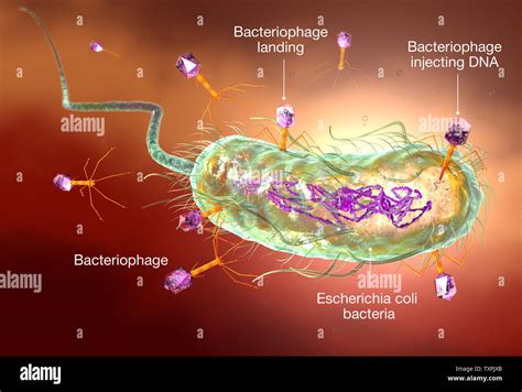 E Coli Bakterien Fotos Und Bildmaterial In Hoher Aufl Sung Alamy