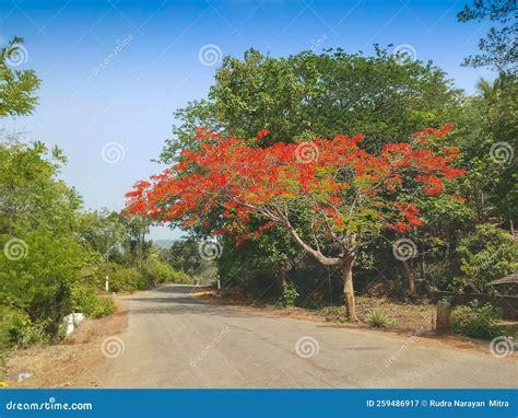 Beautiful View Of Gulmohar Tree Delonix Regia Royal Poinciana