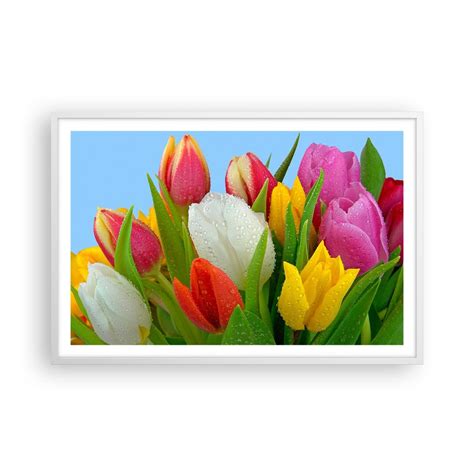 Obraz Plakat Kwiatowa T Cza W Kroplach Rosy X Cm Tulipany