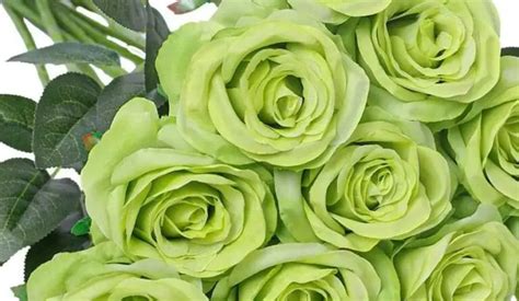 Green Rose Meaning: Renewal, Stability, Love, Fertility, and More